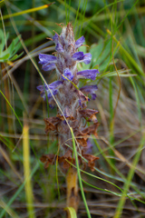 Orobanche coerulescens