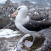 Albatros Ceja Negra - Photo (c) admss, algunos derechos reservados (CC BY-NC), uploaded by admss
