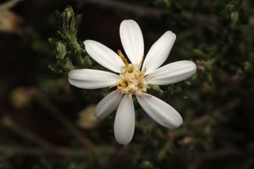 Short-leaf Daisy-bush (Olearia brachyphylla)