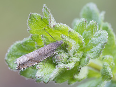 Ancylis unguicella
