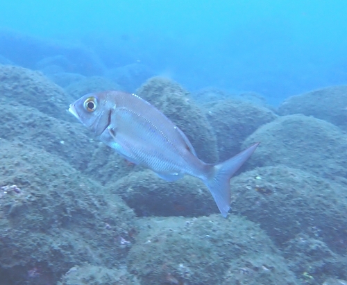 Common sea bream (Pagrus pagrus) — Sparidae — 2