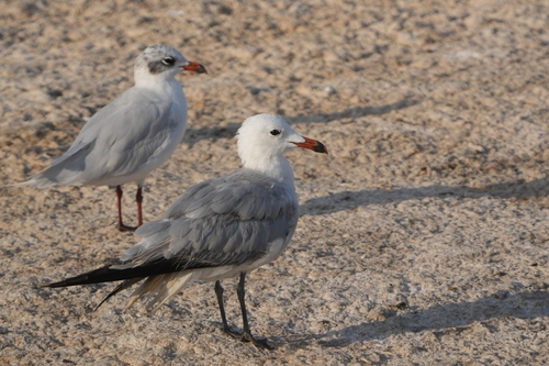 Avistamiento Gaviota de Audouin