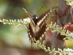 Heraclides ornythion