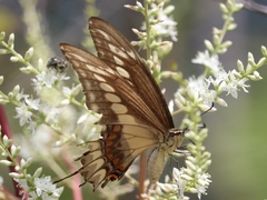 Heraclides ornythion