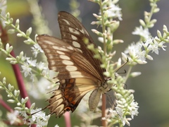 Heraclides ornythion