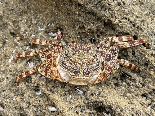 East Atlantic Sally Lightfoot Crab