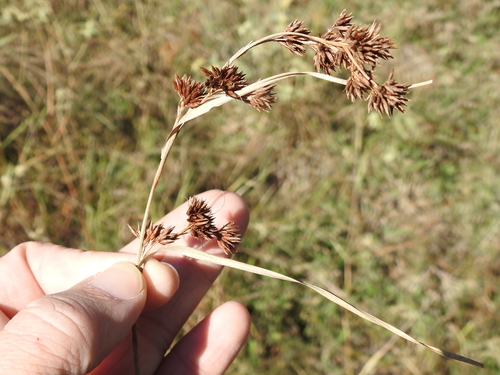 Image of Rhynchospora glomerata by (c) Sam Kieschnick, some rights reserved (CC BY)