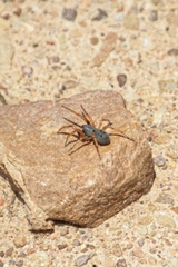 Trachelopachys
