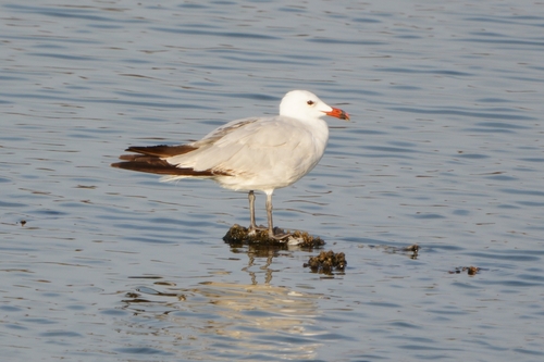 Avistamiento Gaviota de Audouin