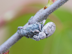 Strophosoma capitatum