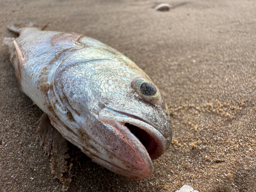 Kathala croaker (Kathala axillaris) — Sciaenidae — 2