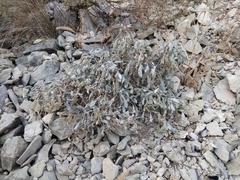 Matthiola daghestanica