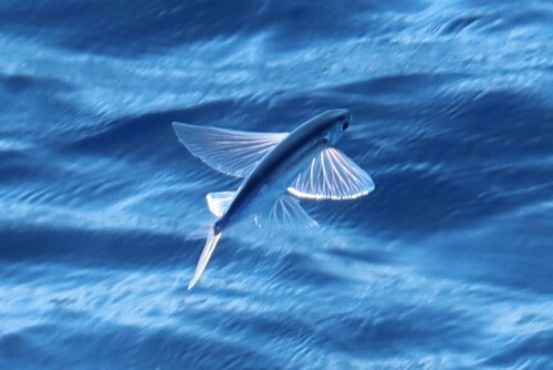 Atlantic Flyingfish