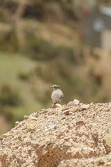 Muscisaxicola rufivertex