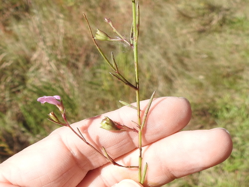 Image of Agalinis viridis by (c) Sam Kieschnick, some rights reserved (CC BY)