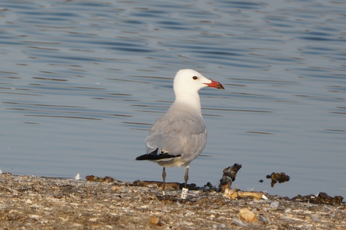 Avistamiento Gaviota de Audouin