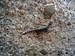 Ptyodactylus
