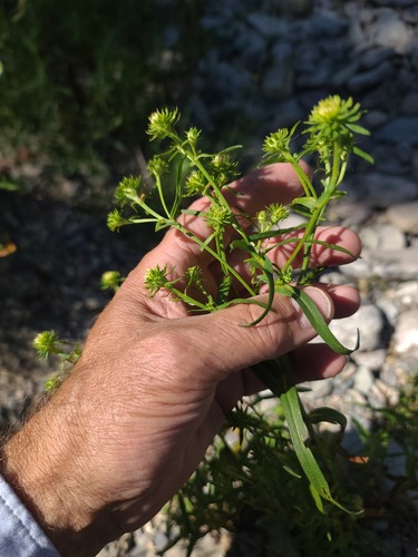 Eaton's aster (Symphyotrichum bracteolatum)