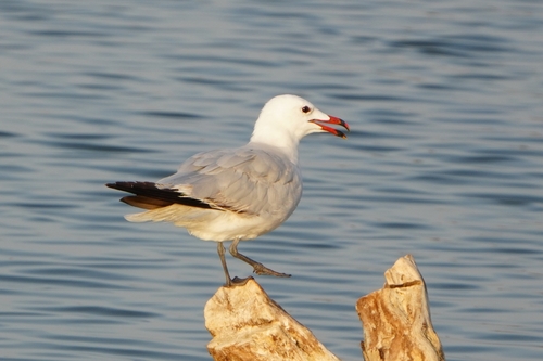 Avistamiento Gaviota de Audouin