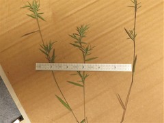 Dichanthelium curtifolium