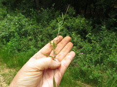 Dichanthelium curtifolium