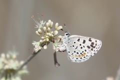 Euphilotes enoptes dammersi