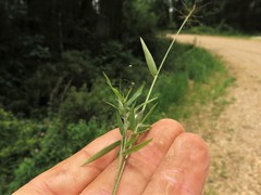 Dichanthelium curtifolium