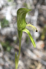 Pterostylis tasmanica