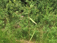 Dichanthelium curtifolium