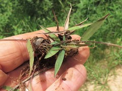 Dichanthelium curtifolium