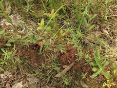 Dichanthelium curtifolium