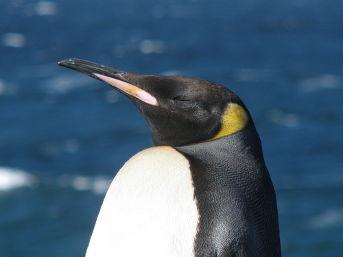 King Penguin