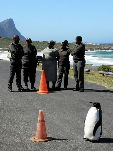 King Penguin