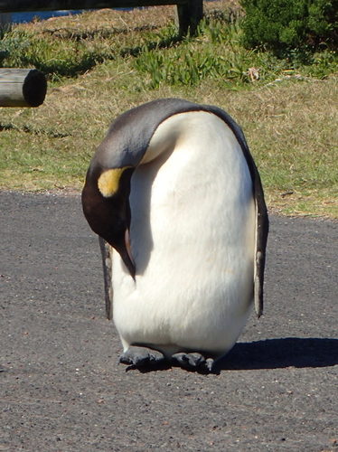 King Penguin