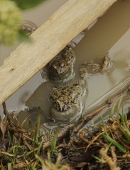 Pleurodema cinereum
