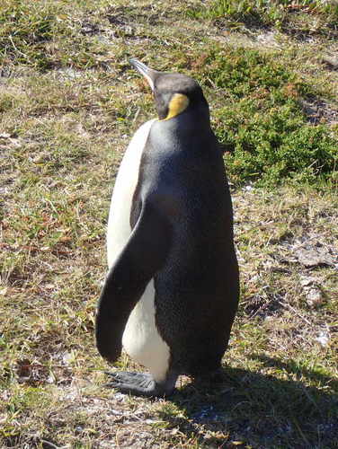 King Penguin