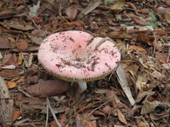 Russula hixsonii