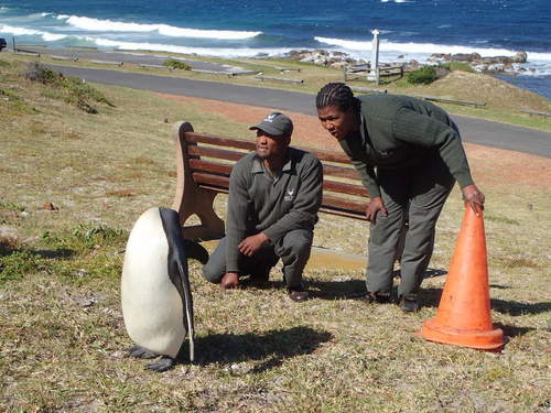 King Penguin