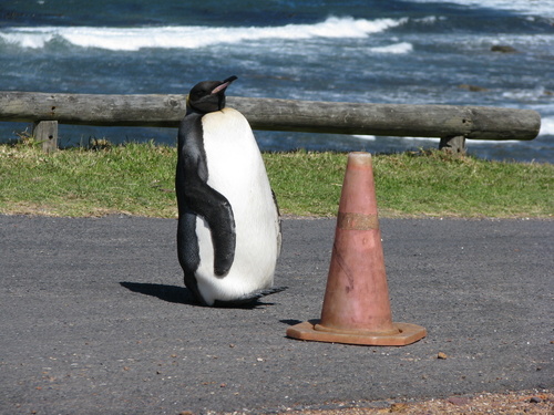 King Penguin