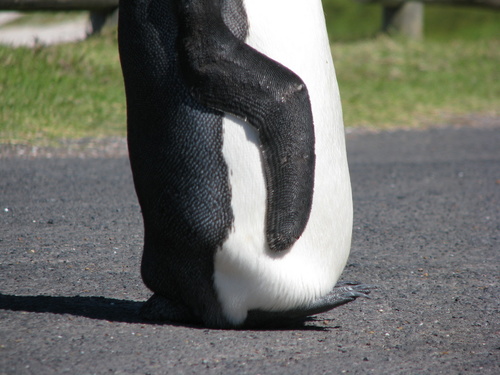 King Penguin