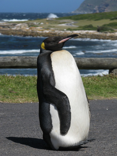 King Penguin