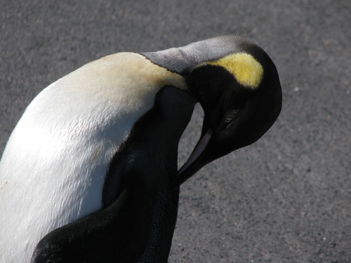King Penguin