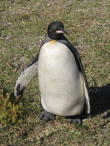 King Penguin