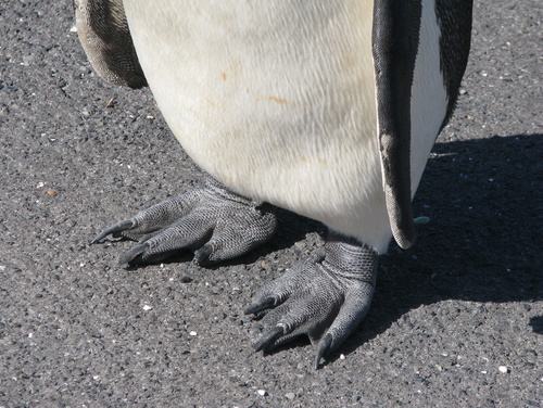 King Penguin