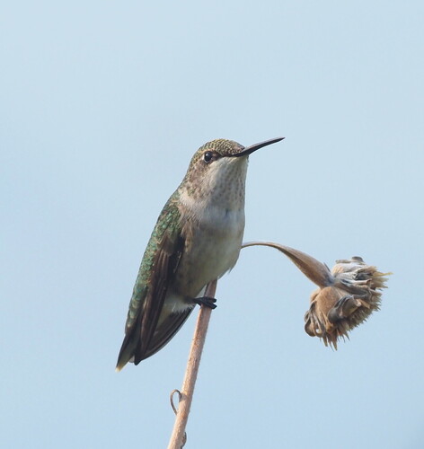 Ruby-throated Hummingbird photographed in Oklahoma