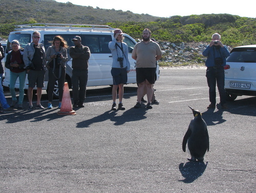 King Penguin