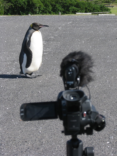 King Penguin