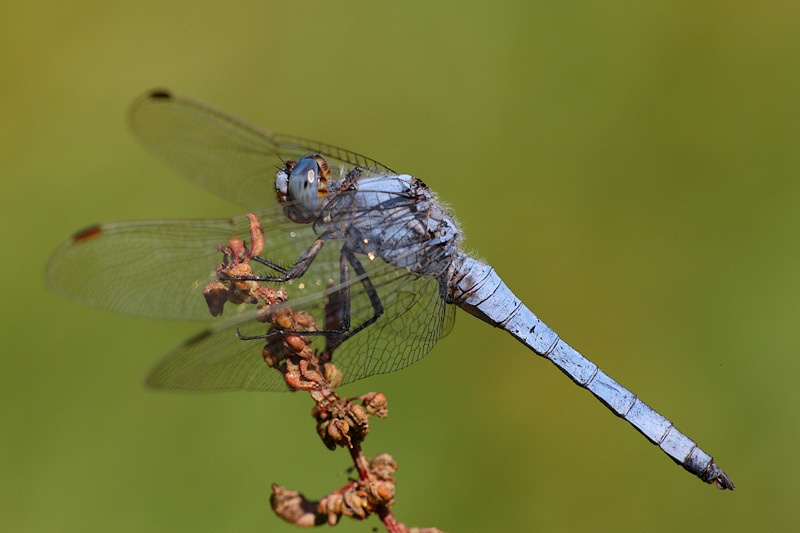 Southern Skimmer, photo 1 of 9