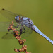 Southern Skimmer - Photo (c) Erland Refling Nielsen, some rights reserved (CC BY-NC)
