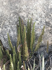 Polystichum orbiculatum